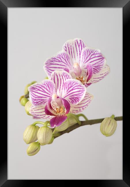 Orchid Phalaenopsis Framed Print by Ann Goodall