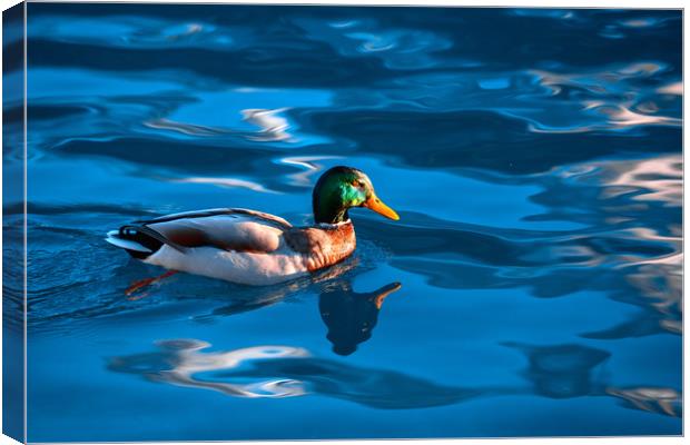 Duck on a Lake Canvas Print by Svetlana Sewell