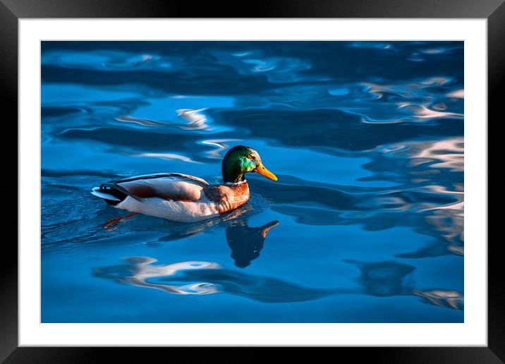 Duck on a Lake Framed Mounted Print by Svetlana Sewell