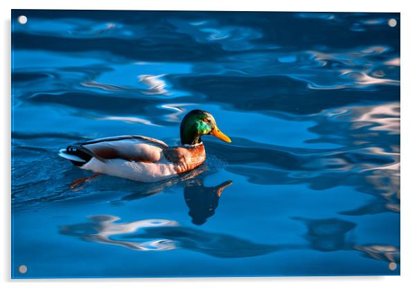 Duck on a Lake Acrylic by Svetlana Sewell