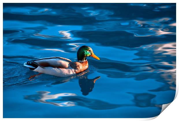 Duck on a Lake Print by Svetlana Sewell