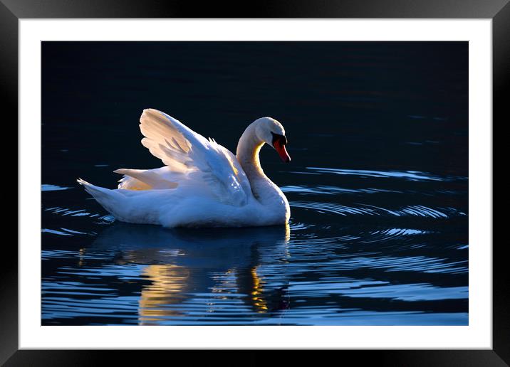 Swan                       Framed Mounted Print by Svetlana Sewell