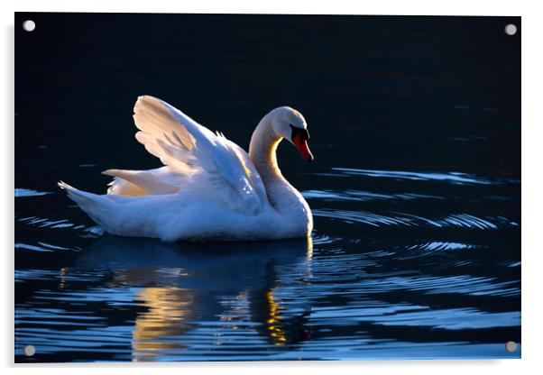 Swan                       Acrylic by Svetlana Sewell