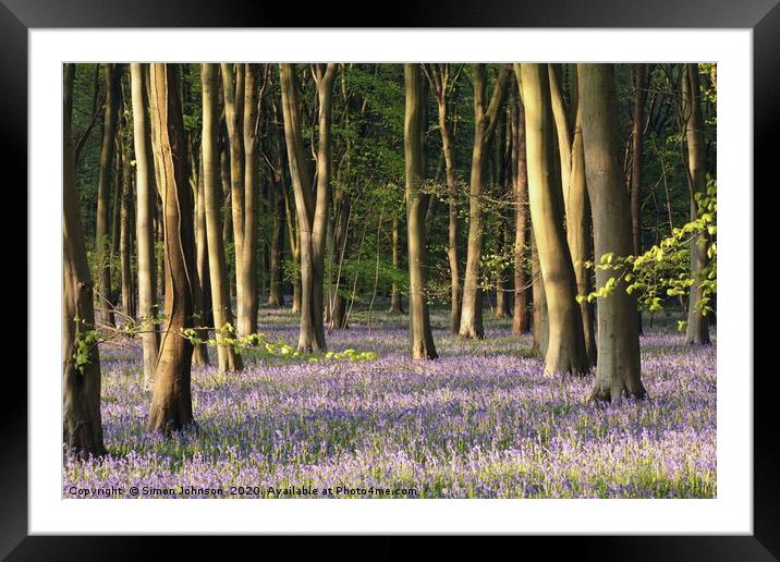 Bluebell Woodland Cotswolds Framed Mounted Print by Simon Johnson