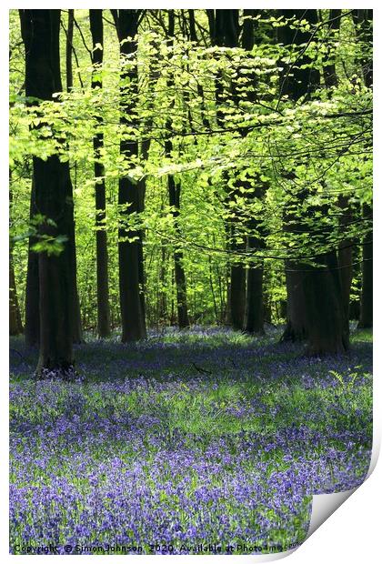 Bluebell Woods Cotswolds x Print by Simon Johnson