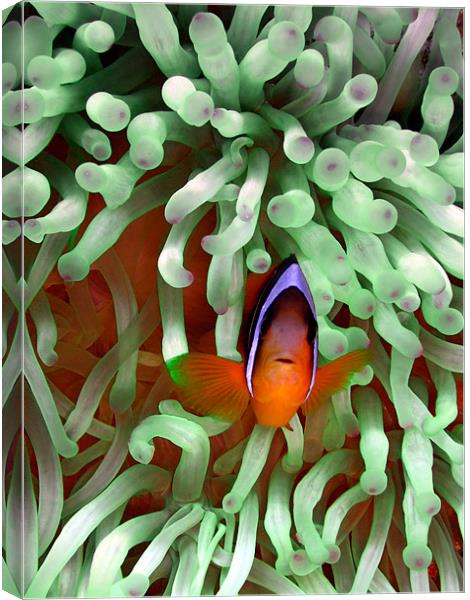 Clown fish in Pale Green Anemone, Red Sea, Egypt Canvas Print by Serena Bowles