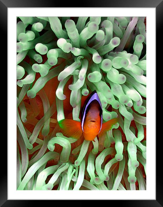 Clown fish in Pale Green Anemone, Red Sea, Egypt Framed Mounted Print by Serena Bowles