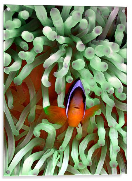 Clown fish in Pale Green Anemone, Red Sea, Egypt Acrylic by Serena Bowles