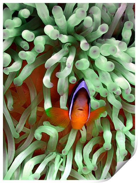 Clown fish in Pale Green Anemone, Red Sea, Egypt Print by Serena Bowles