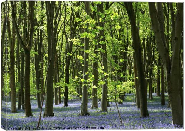 Bluebell EWoodland Cotswolds Canvas Print by Simon Johnson
