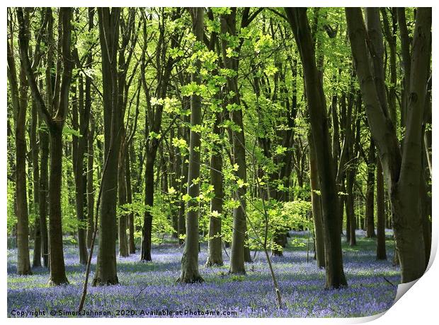Bluebell EWoodland Cotswolds Print by Simon Johnson