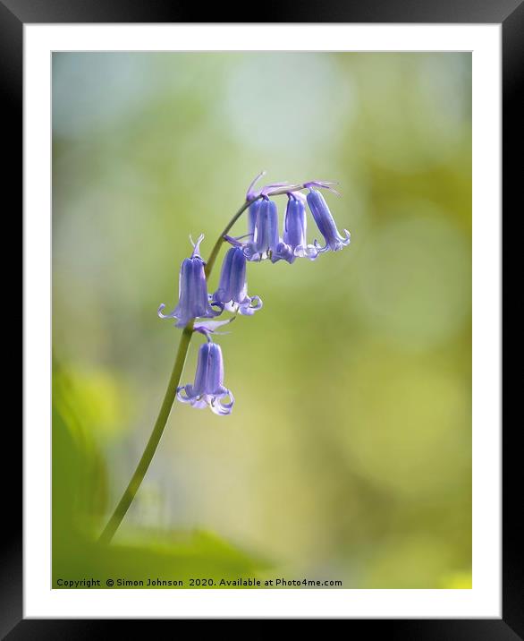bluebell flower close up Framed Mounted Print by Simon Johnson