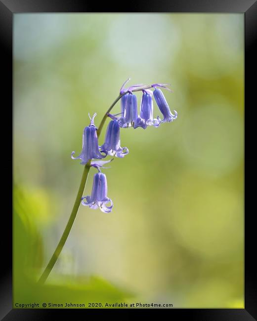 bluebell flower close up Framed Print by Simon Johnson