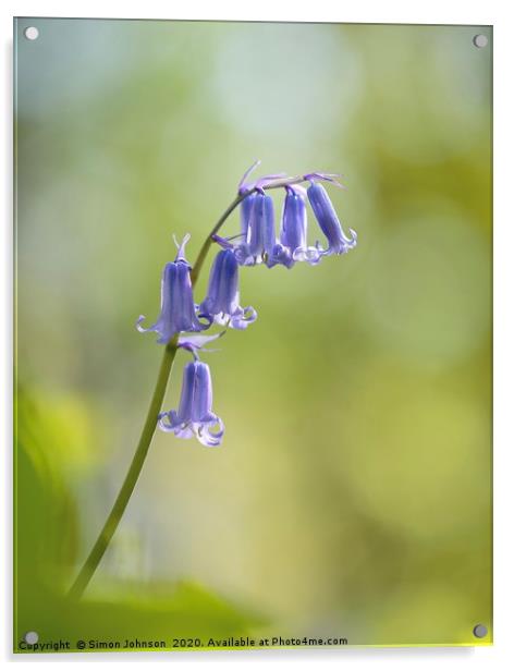 bluebell flower close up Acrylic by Simon Johnson