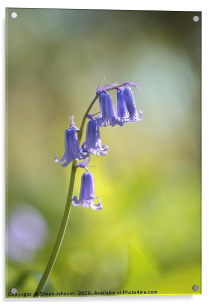 bluebell close up Acrylic by Simon Johnson