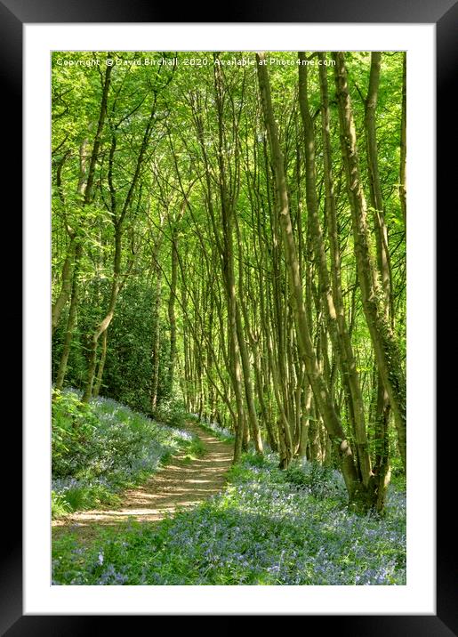 Bluebell wood pathway in Derbyshire. Framed Mounted Print by David Birchall