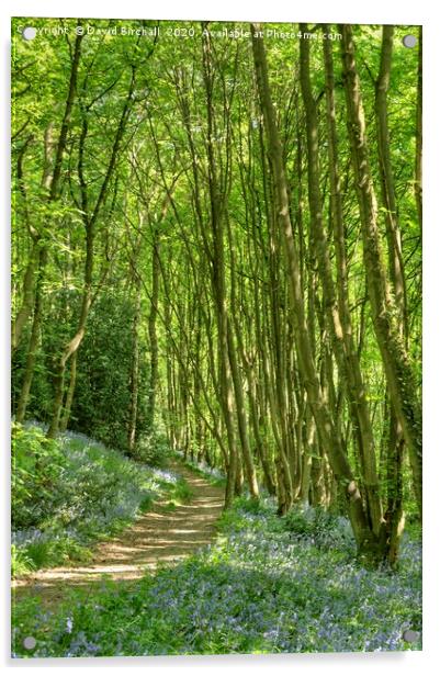 Bluebell wood pathway in Derbyshire. Acrylic by David Birchall