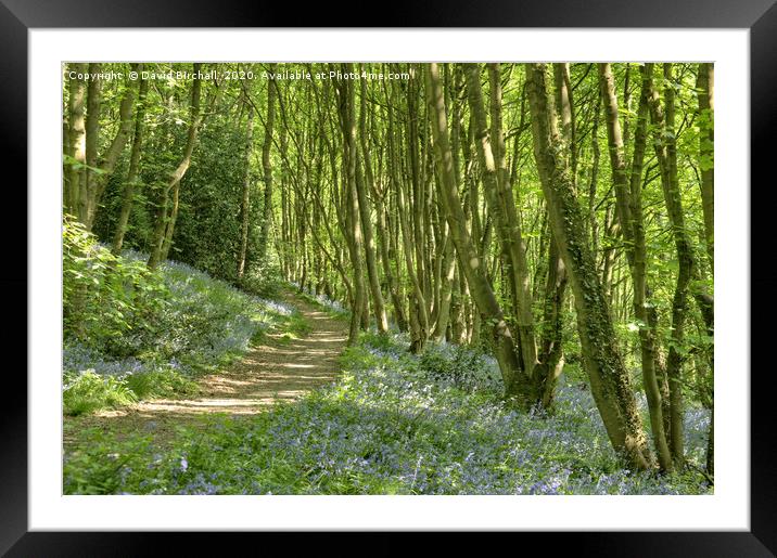 The path through bluebell woods. Framed Mounted Print by David Birchall