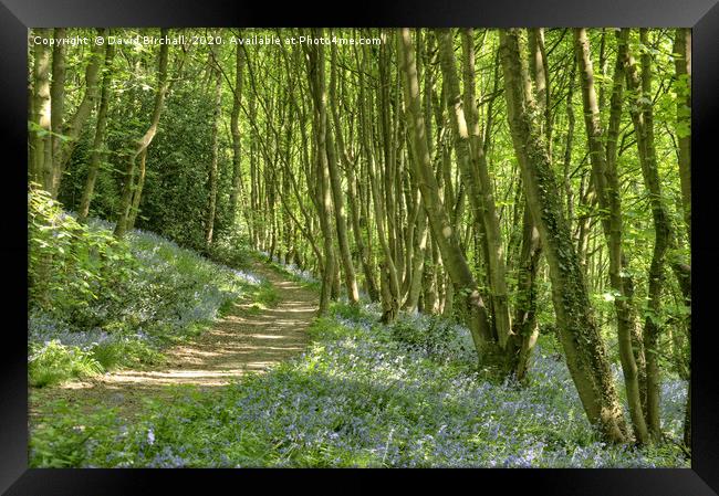 The path through bluebell woods. Framed Print by David Birchall