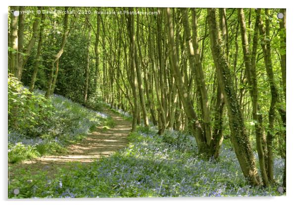 The path through bluebell woods. Acrylic by David Birchall