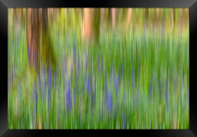 Bluebells in Woods Abstract Framed Print by Derek Beattie