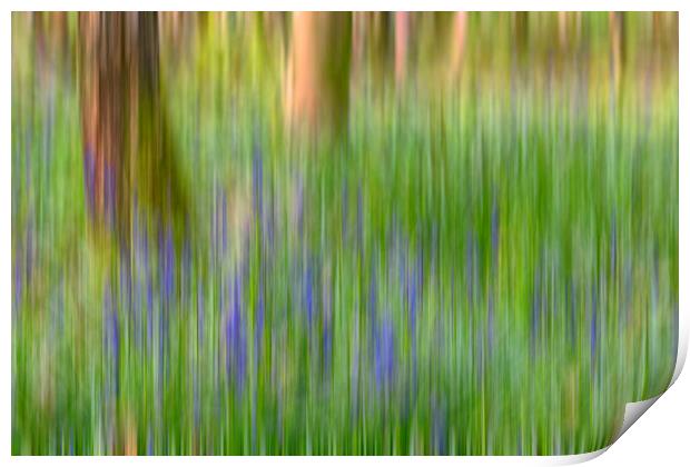 Bluebells in Woods Abstract Print by Derek Beattie