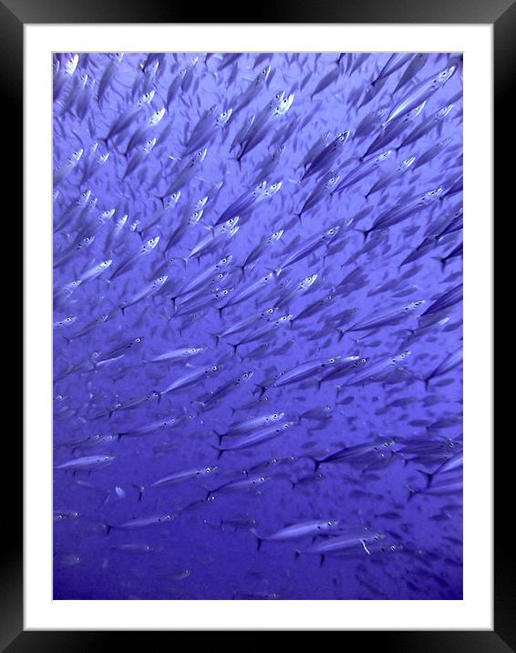 Inside the Fish Baitball, Red Sea, Egypt Framed Mounted Print by Serena Bowles
