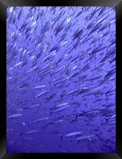 Inside the Fish Baitball, Red Sea, Egypt Framed Print by Serena Bowles