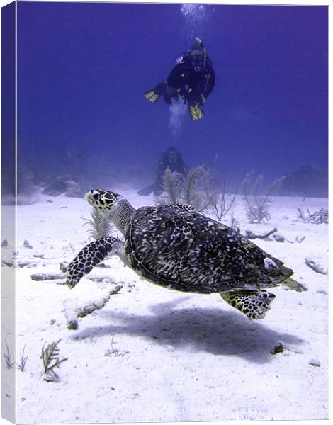 Divers Watching Hawksbill Turtle, Turks and Caicos Canvas Print by Serena Bowles