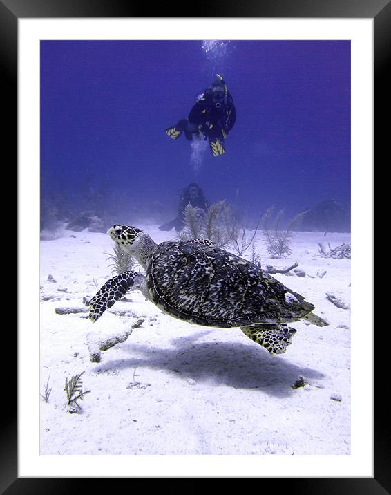 Divers Watching Hawksbill Turtle, Turks and Caicos Framed Mounted Print by Serena Bowles