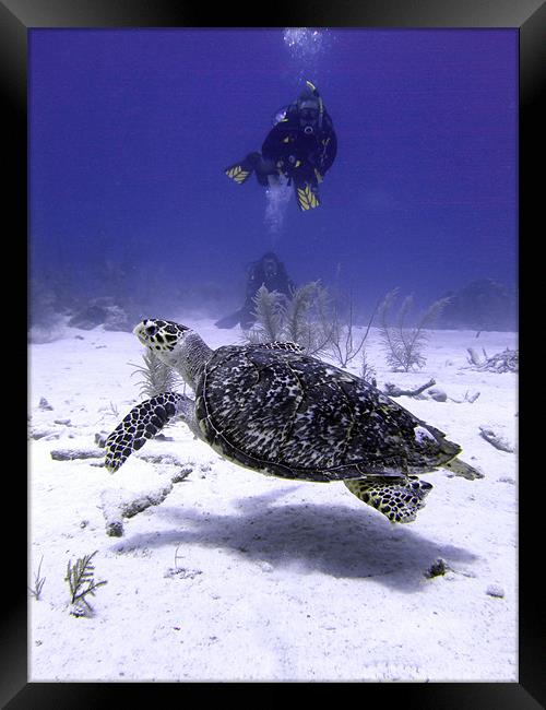 Divers Watching Hawksbill Turtle, Turks and Caicos Framed Print by Serena Bowles