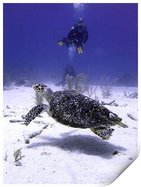 Divers Watching Hawksbill Turtle, Turks and Caicos Print by Serena Bowles