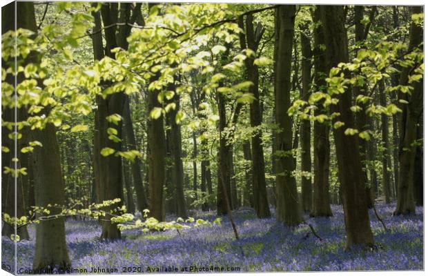 Cotswold wood Canvas Print by Simon Johnson