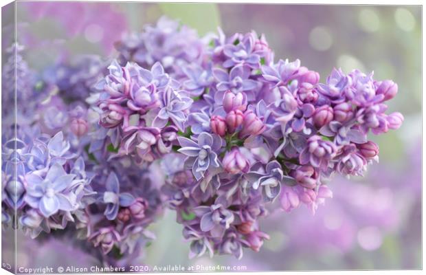Lilac Loveliness  Canvas Print by Alison Chambers