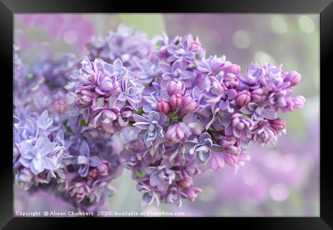 Lilac Loveliness  Framed Print by Alison Chambers