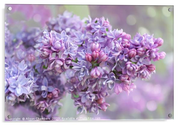 Lilac Loveliness  Acrylic by Alison Chambers