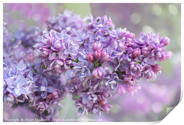 Lilac Loveliness  Print by Alison Chambers