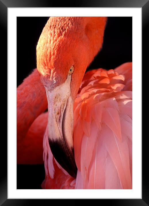 Cuban Flamingo Grooming Framed Mounted Print by Serena Bowles