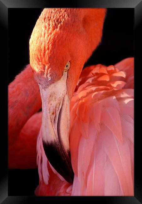 Cuban Flamingo Grooming Framed Print by Serena Bowles