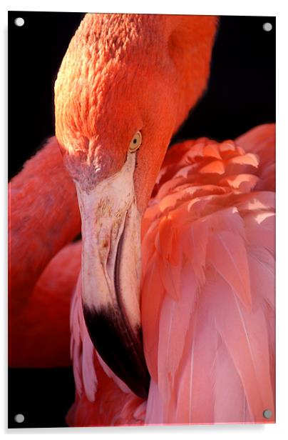 Cuban Flamingo Grooming Acrylic by Serena Bowles