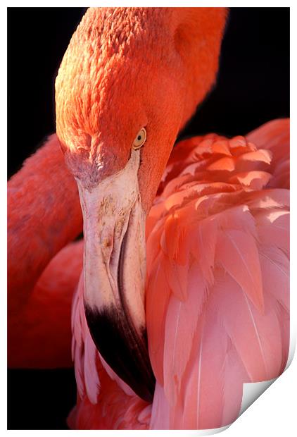 Cuban Flamingo Grooming Print by Serena Bowles