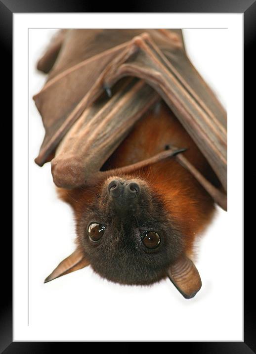 Little Red Flying Fox Framed Mounted Print by Serena Bowles
