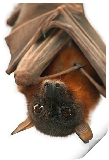 Little Red Flying Fox Print by Serena Bowles