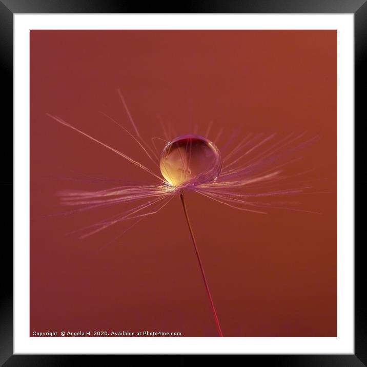 Dandelion clock with waterdrops Framed Mounted Print by Angela H