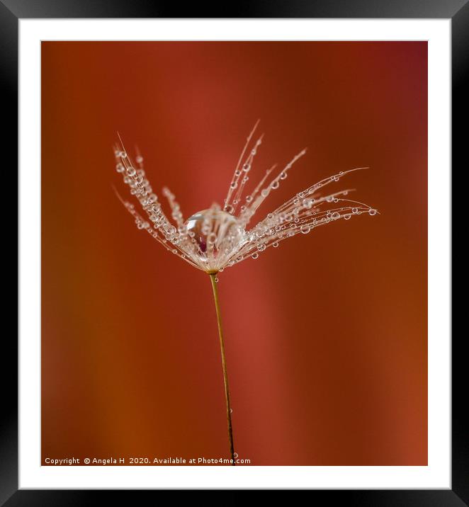 Dandelion clock with waterdrops Framed Mounted Print by Angela H