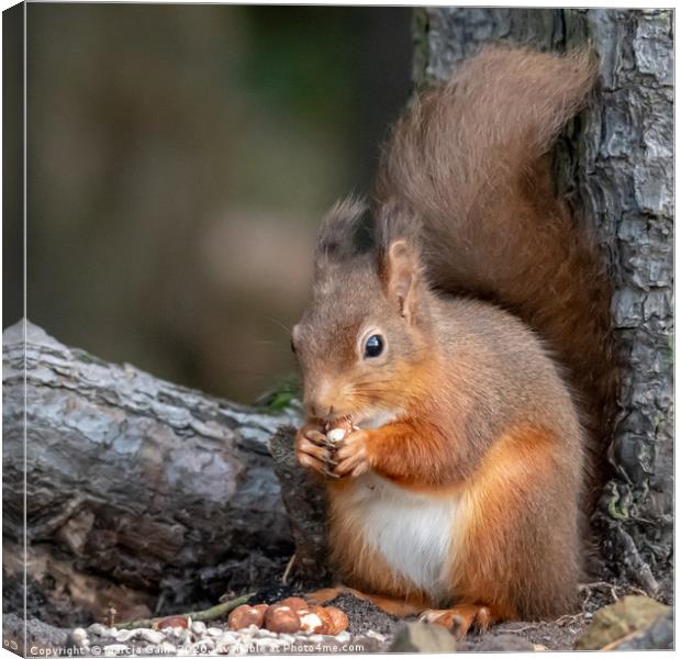 Red squirrel Canvas Print by Marcia Reay
