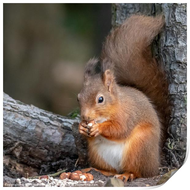 Red squirrel Print by Marcia Reay