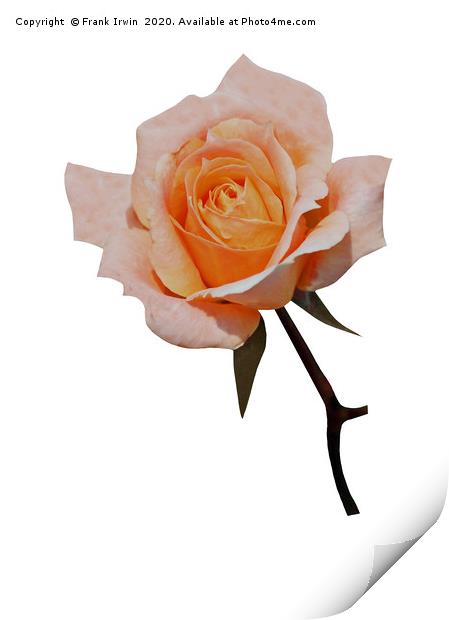 A Beautiful Orange/Pink Hybrid Tea Rose Print by Frank Irwin