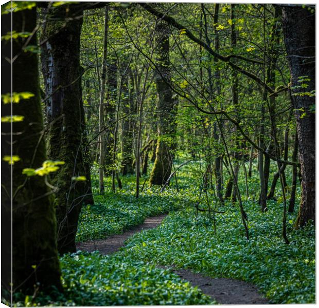 Winding path through a woodland Canvas Print by George Robertson