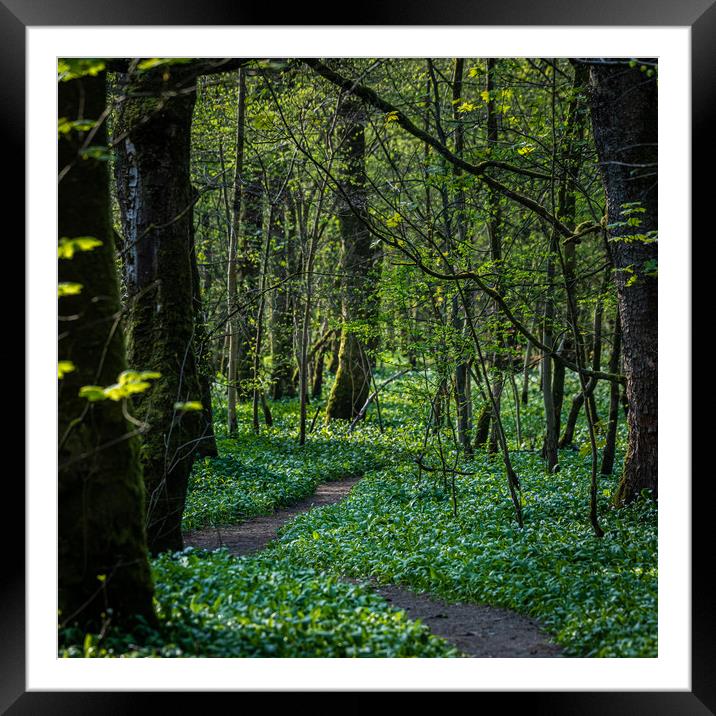 Winding path through a woodland Framed Mounted Print by George Robertson